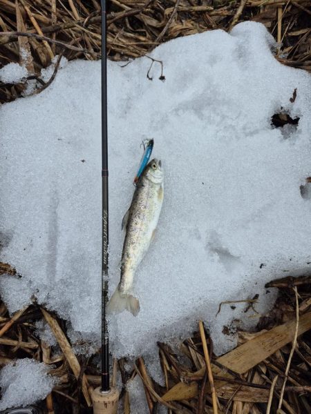 寒い雨で活性低い