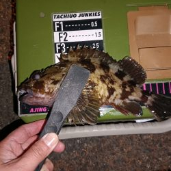 ロックフィッシュ1