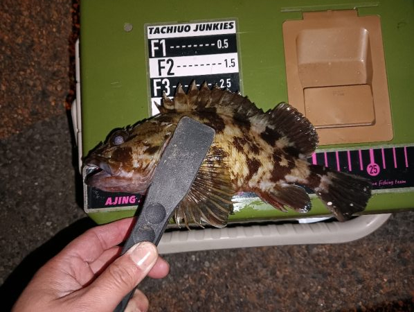 ロックフィッシュ1