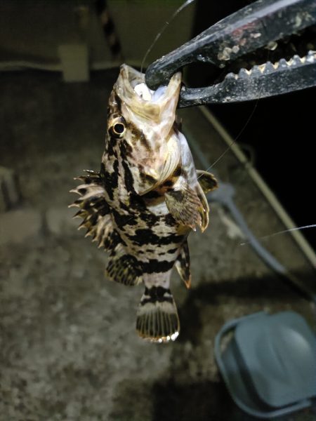 短時間ながら久しぶりの釣行