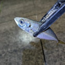 陸っぱり釣行記