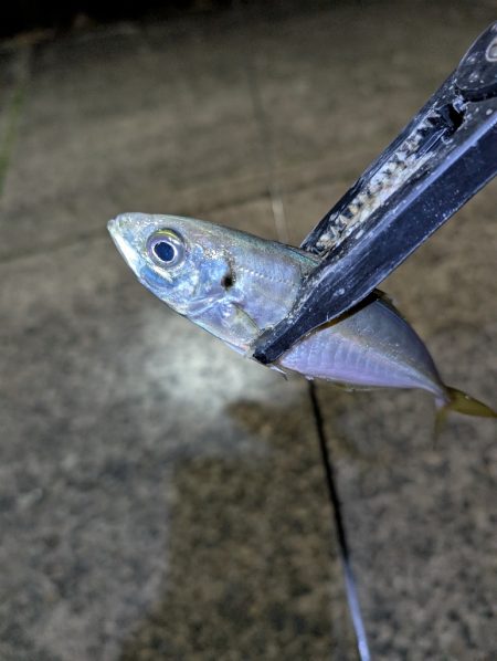 陸っぱり釣行記