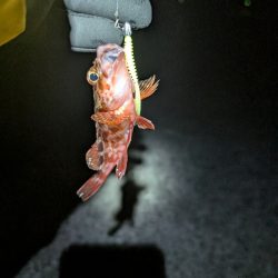 陸っぱり釣行記