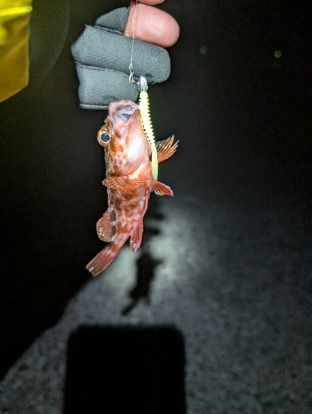 陸っぱり釣行記