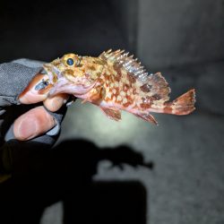 陸っぱり釣行記