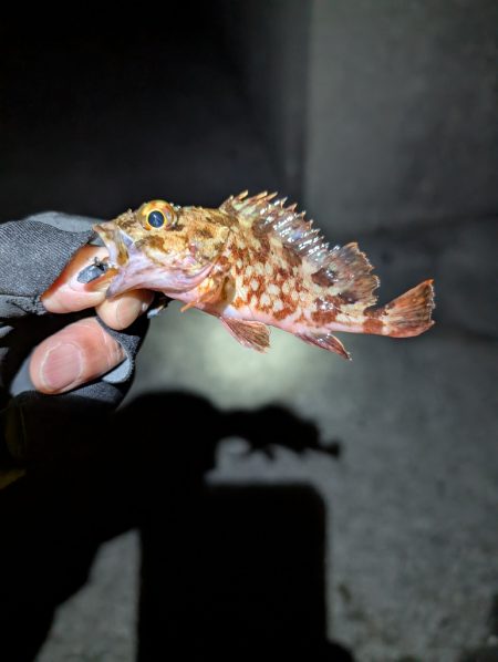 陸っぱり釣行記