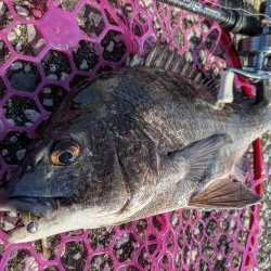 広島チニング今年初の年無しゲット!