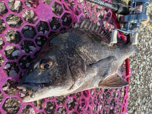 広島チニング今年初の年無しゲット!