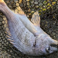 雪チラつく広島チニング