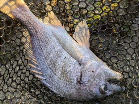 雪チラつく広島チニング