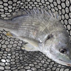 開幕直前？広島チニング