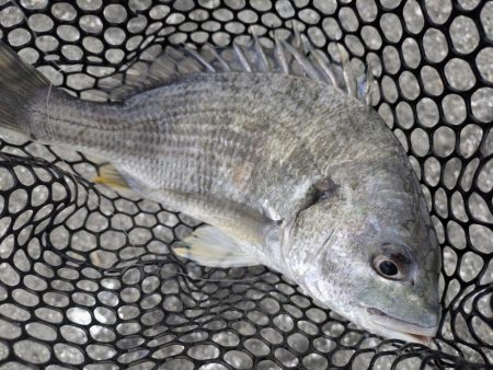 開幕直前？広島チニング