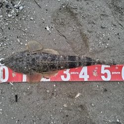 マゴチが釣れました。