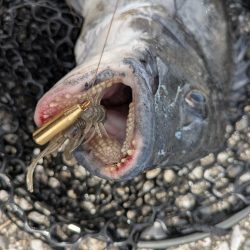 寝不足チニング