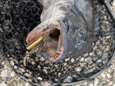 寝不足チニング