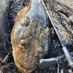 チニングでカレイとマゴチ！
