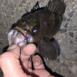 良型メバル連発！