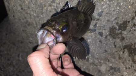 良型メバル連発！