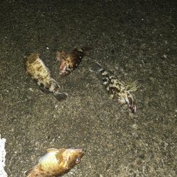 メバリングのはずが