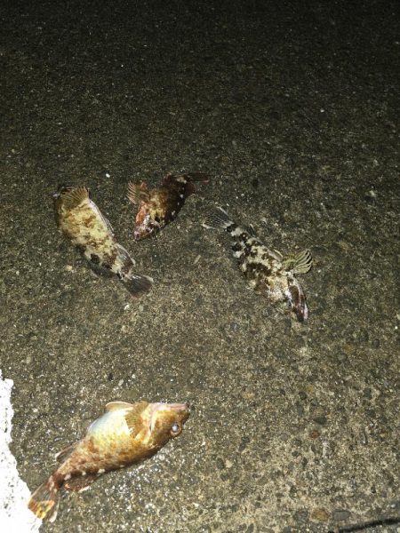 メバリングのはずが