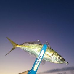 春パターンアジング