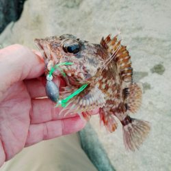 根魚しか…