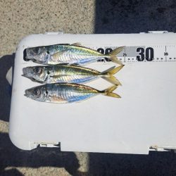 真夜中のアジ釣り