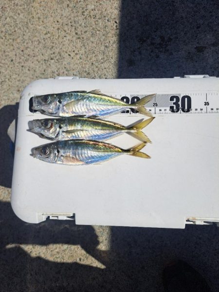 真夜中のアジ釣り