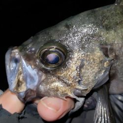 淡路島メバリング