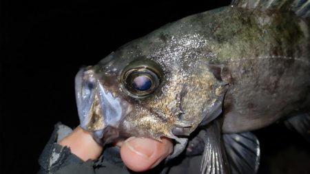 淡路島メバリング