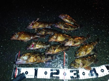 ボートメバリング