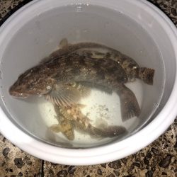 粘り勝ちでアイナメ