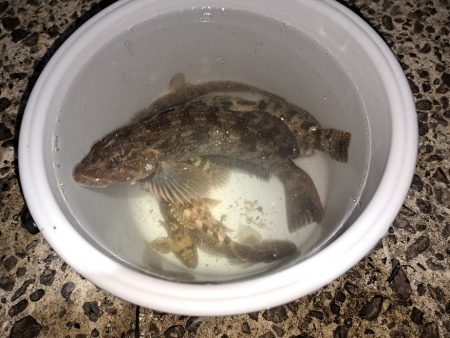 粘り勝ちでアイナメ