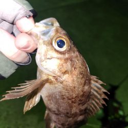 メバル、おったぁー