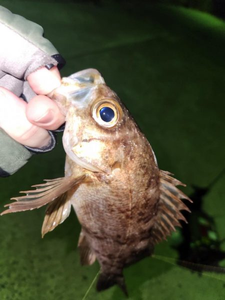 メバル、おったぁー