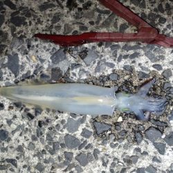 ヤリイカエギング