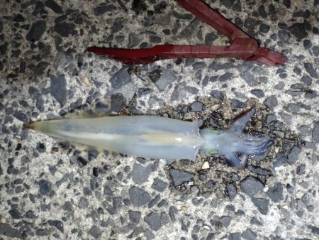 ヤリイカエギング