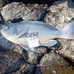 良型連発！西ノ島の寒グレ釣り