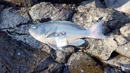 良型連発！西ノ島の寒グレ釣り