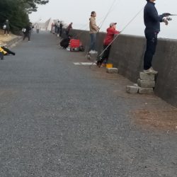 陸っぱりから今期初物