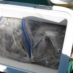 サバ　40～50匹　ヤリイカ１８～16杯　