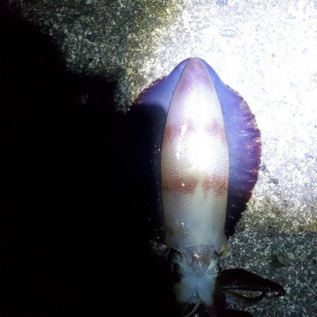 春アオリイカ狙い