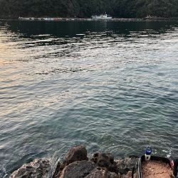 チヌ狙いでマダイの大物が釣れました