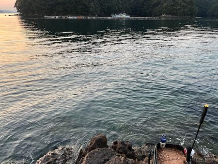 チヌ狙いでマダイの大物が釣れました