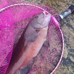 和歌山市江(吉丸渡船)でグレ釣りの予定が・・