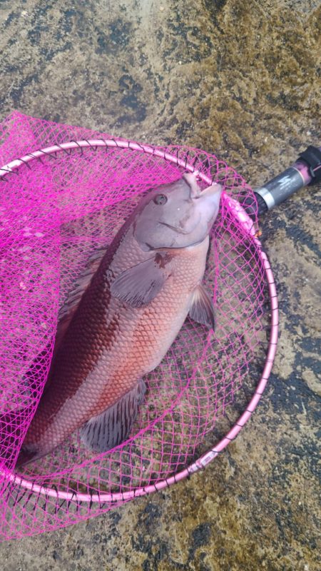 和歌山市江(吉丸渡船)でグレ釣りの予定が・・