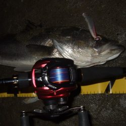 久々にベイトで