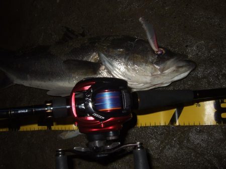 久々にベイトで