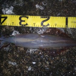 今日はダメな日