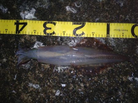 今日はダメな日